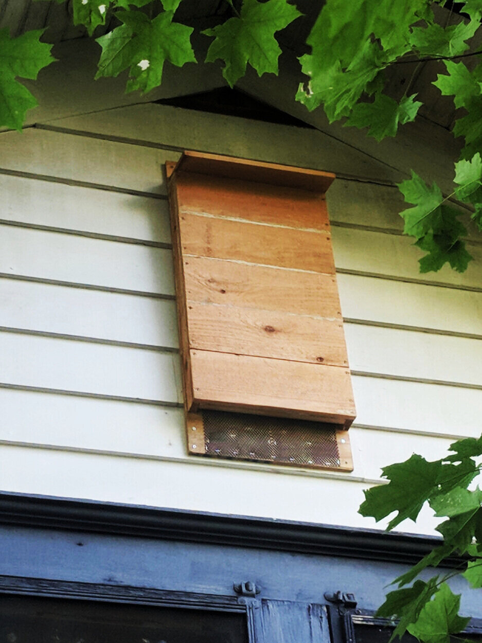 Bat box construction and placement