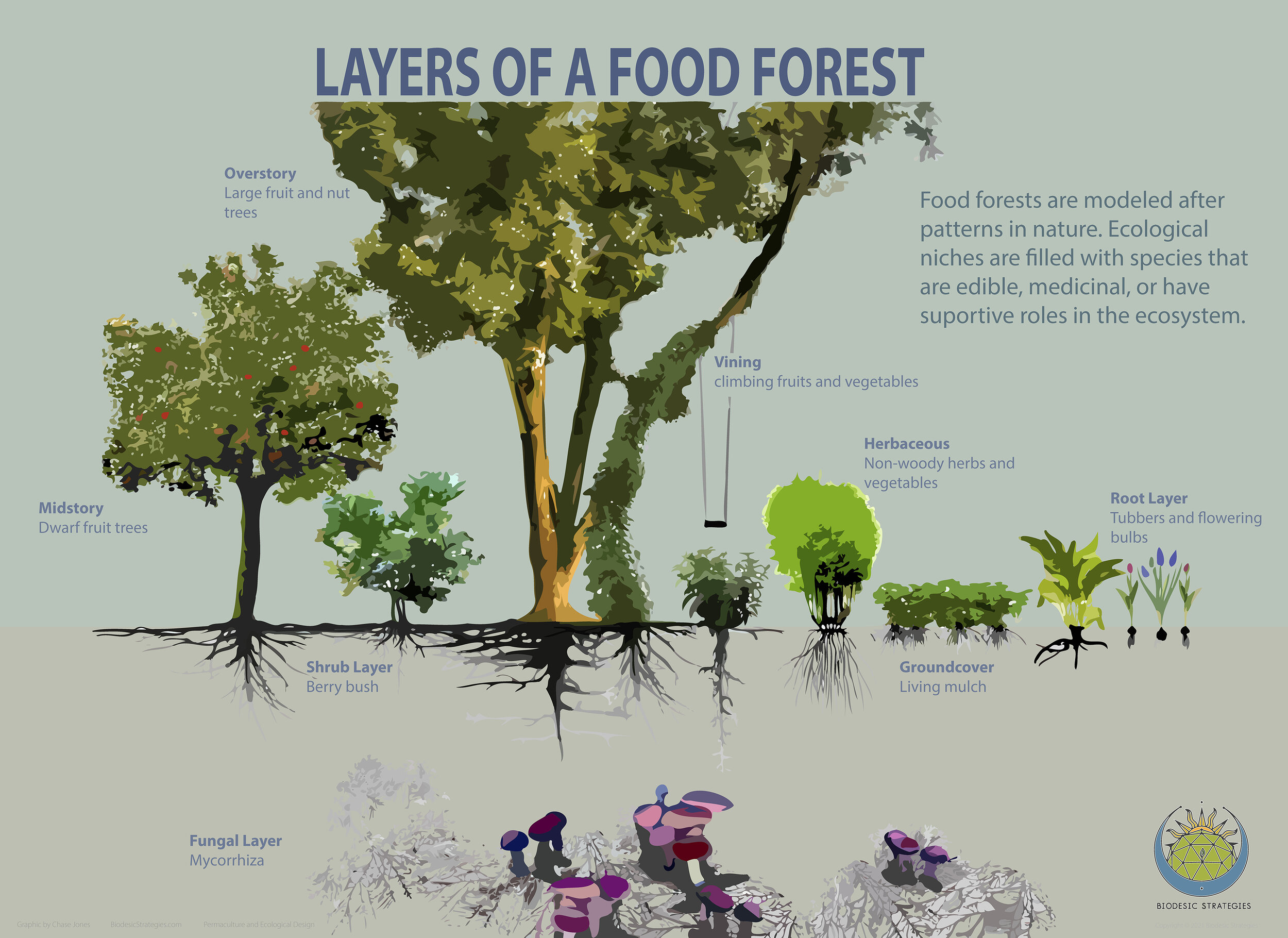 Food Forest Layerssmaller.jpg