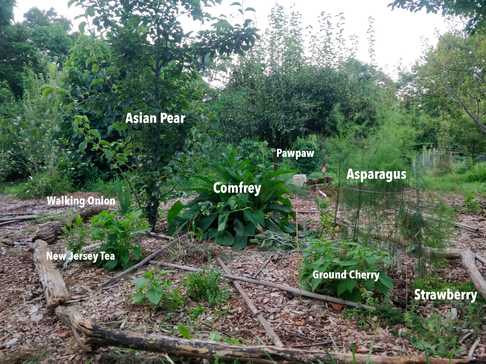 food forest w labels.png