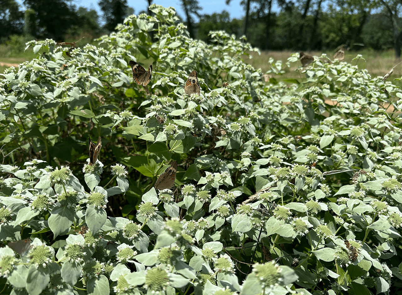 a mountain mint plant covered in flowers hosts in butterflies, moths, bees, and flies.