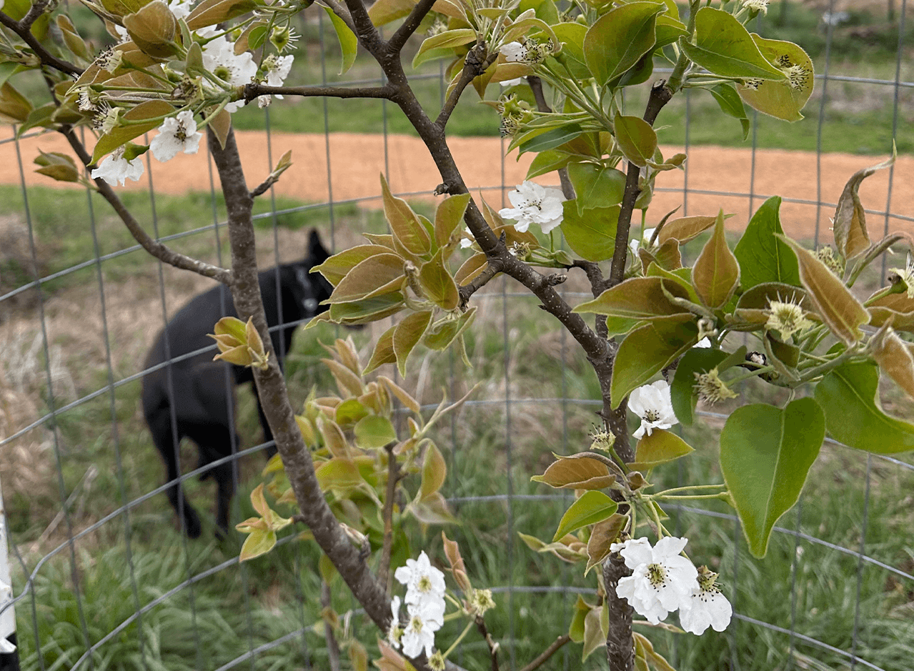 A close up of pear tree blossoms growing on a tree with a protective cage surorunding it.
