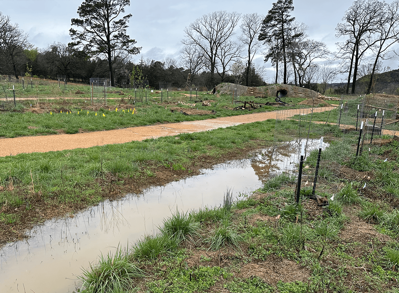 A swale oin contour filled with water with a path running alongside. The swale has young trees growing with various understory supportive species in a guild.