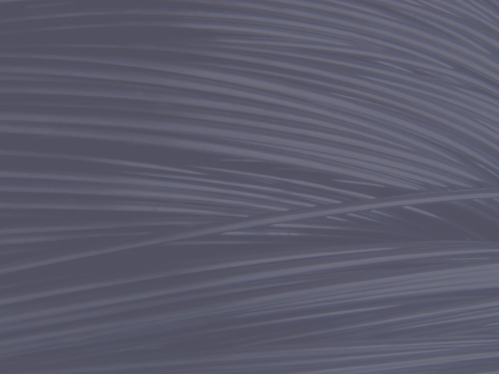 header.jpg