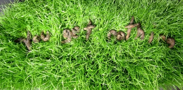 28 GSANKEY You get nothing grass detail 2012.jpg