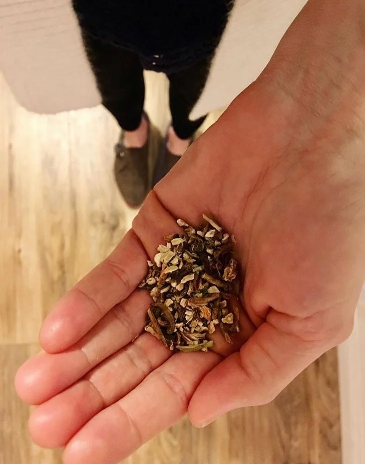 dandelion.jpg