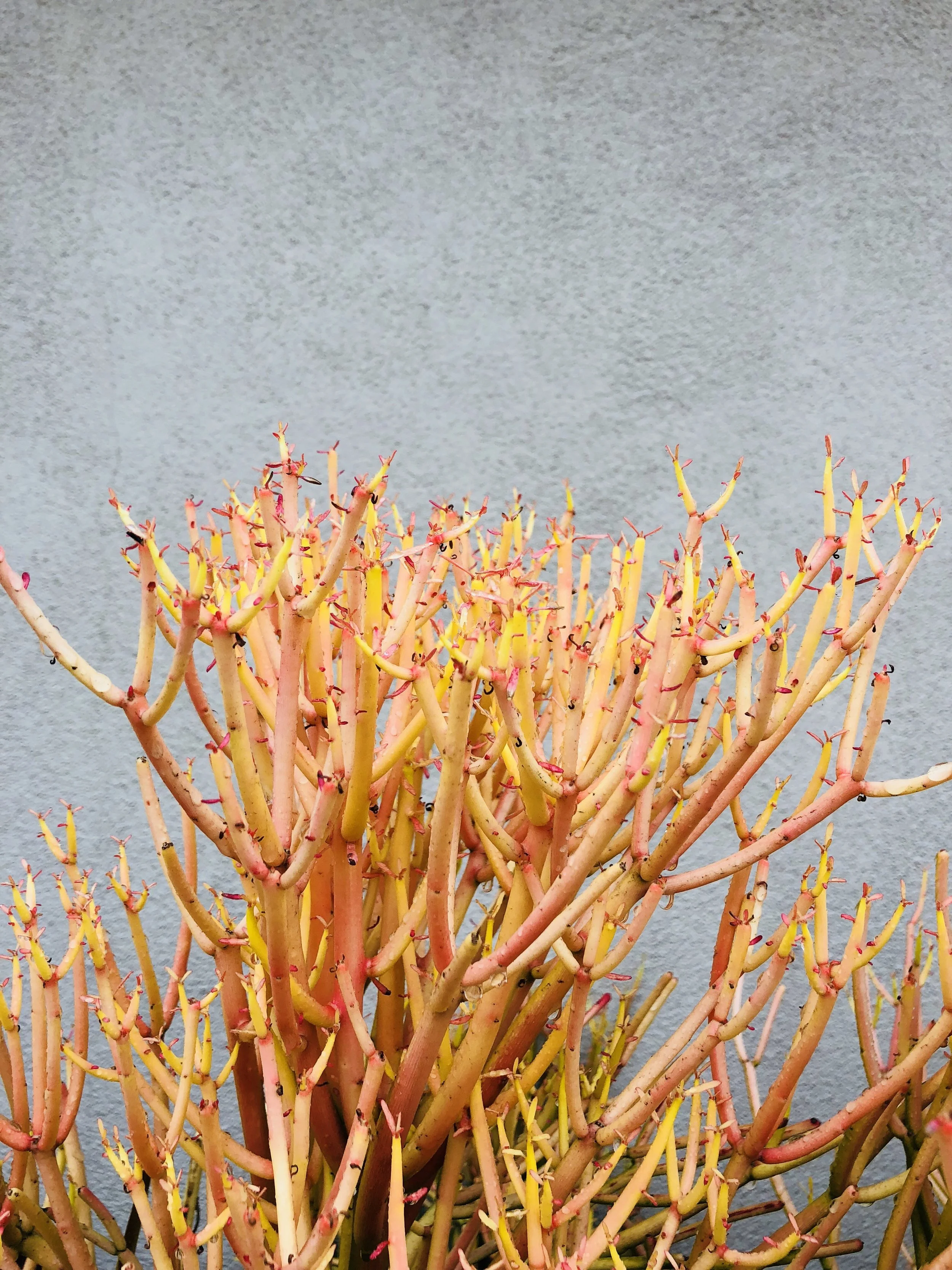 fire plant.jpeg