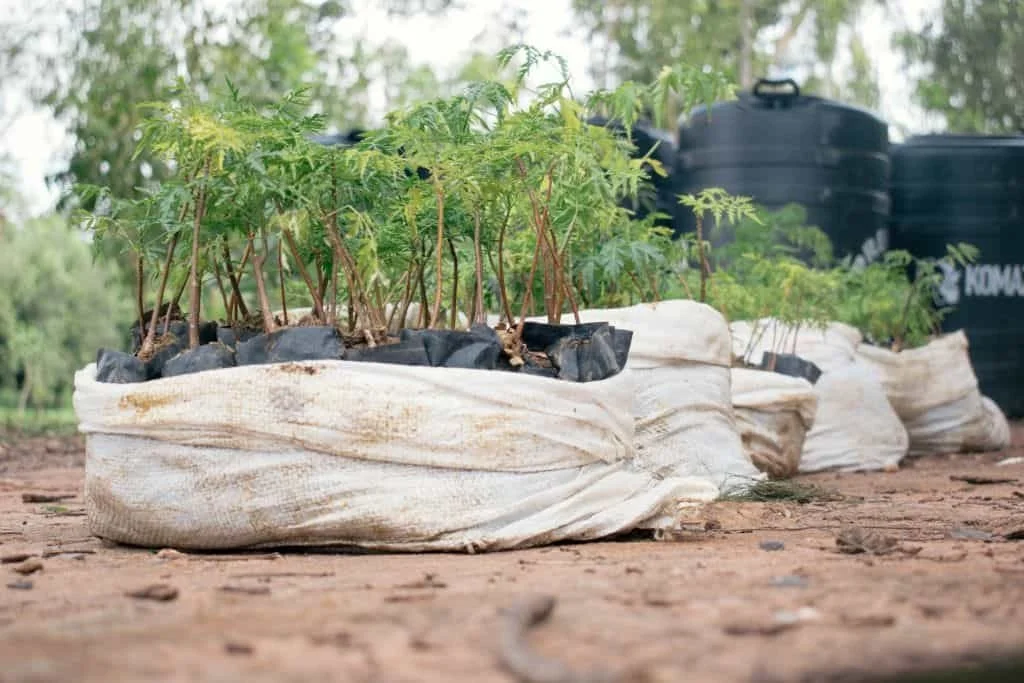 1809-Click-A-Tree-first-tree-planting-photos-from-reforestation-across-the-globe-001.jpeg