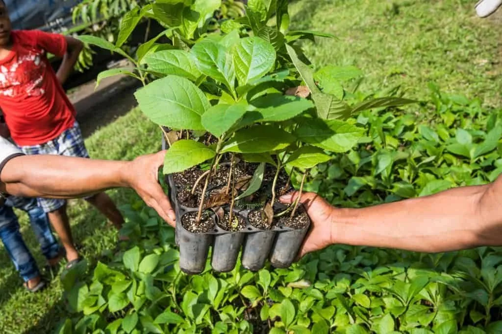 1809-Click-A-Tree-first-tree-planting-photos-from-reforestation-across-the-globe-012.jpeg