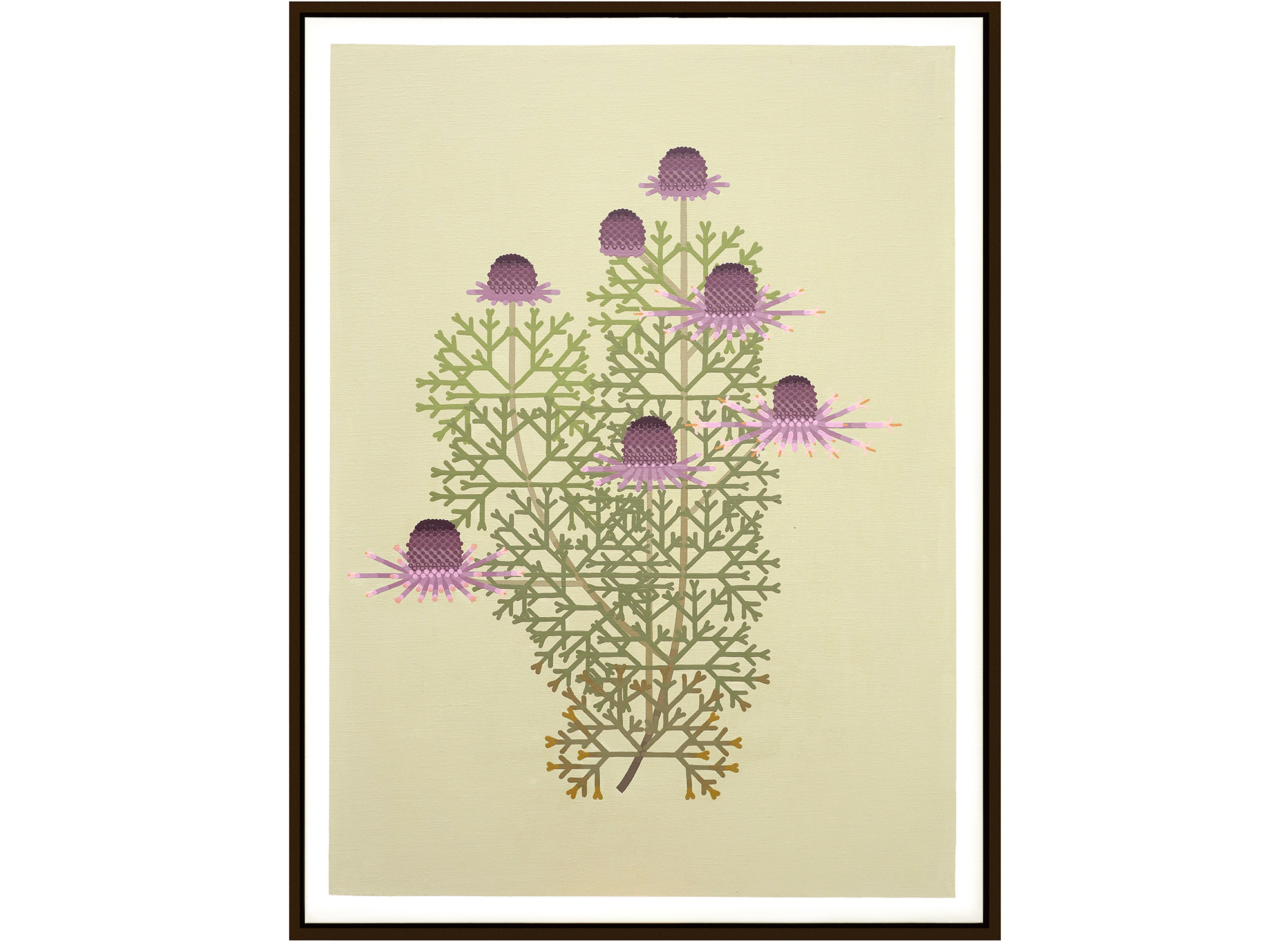 'Isopogon formosus' 105cm x 80cm - acrylics on linnen 2016