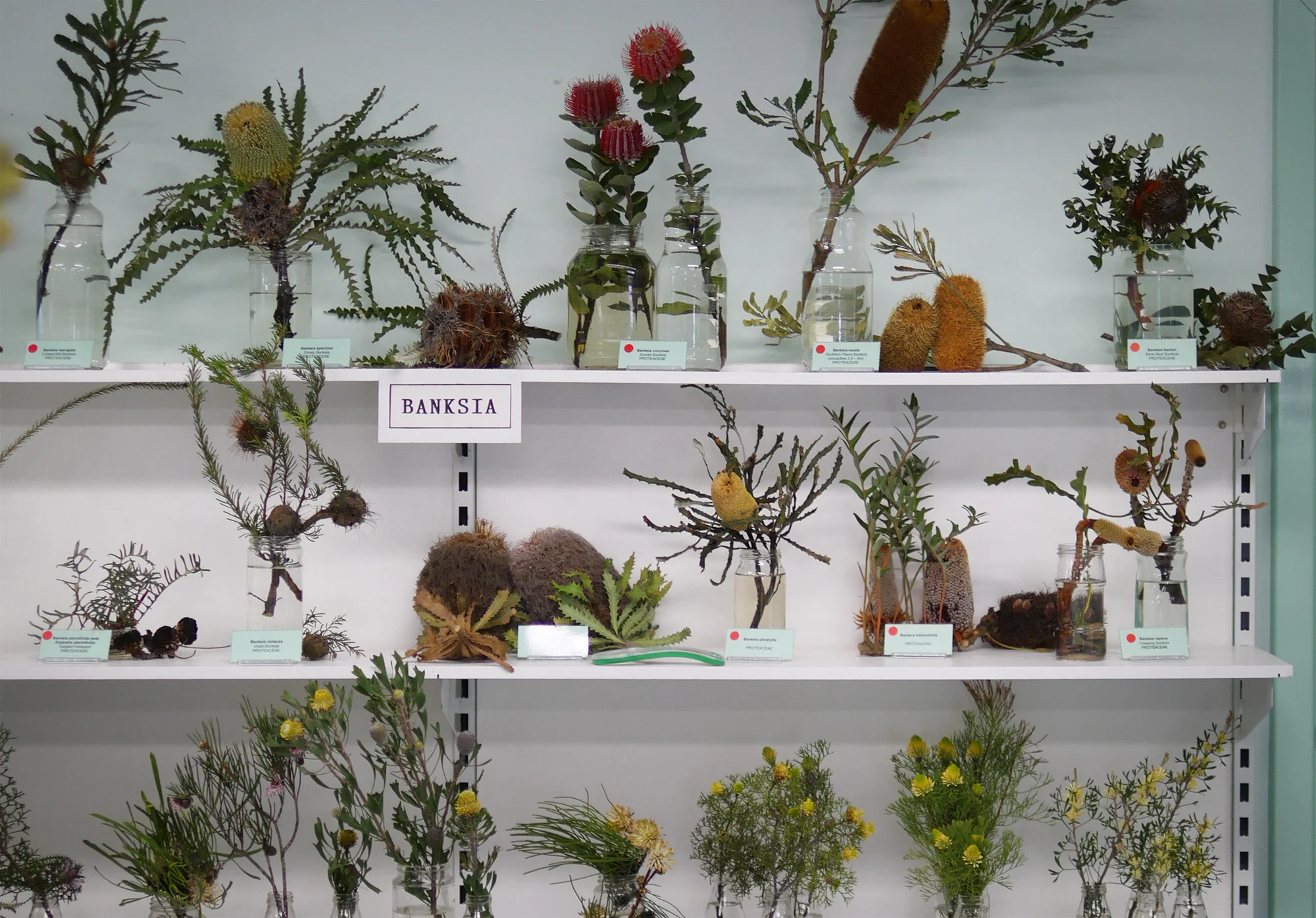 BANKSIA_display_2000.jpg
