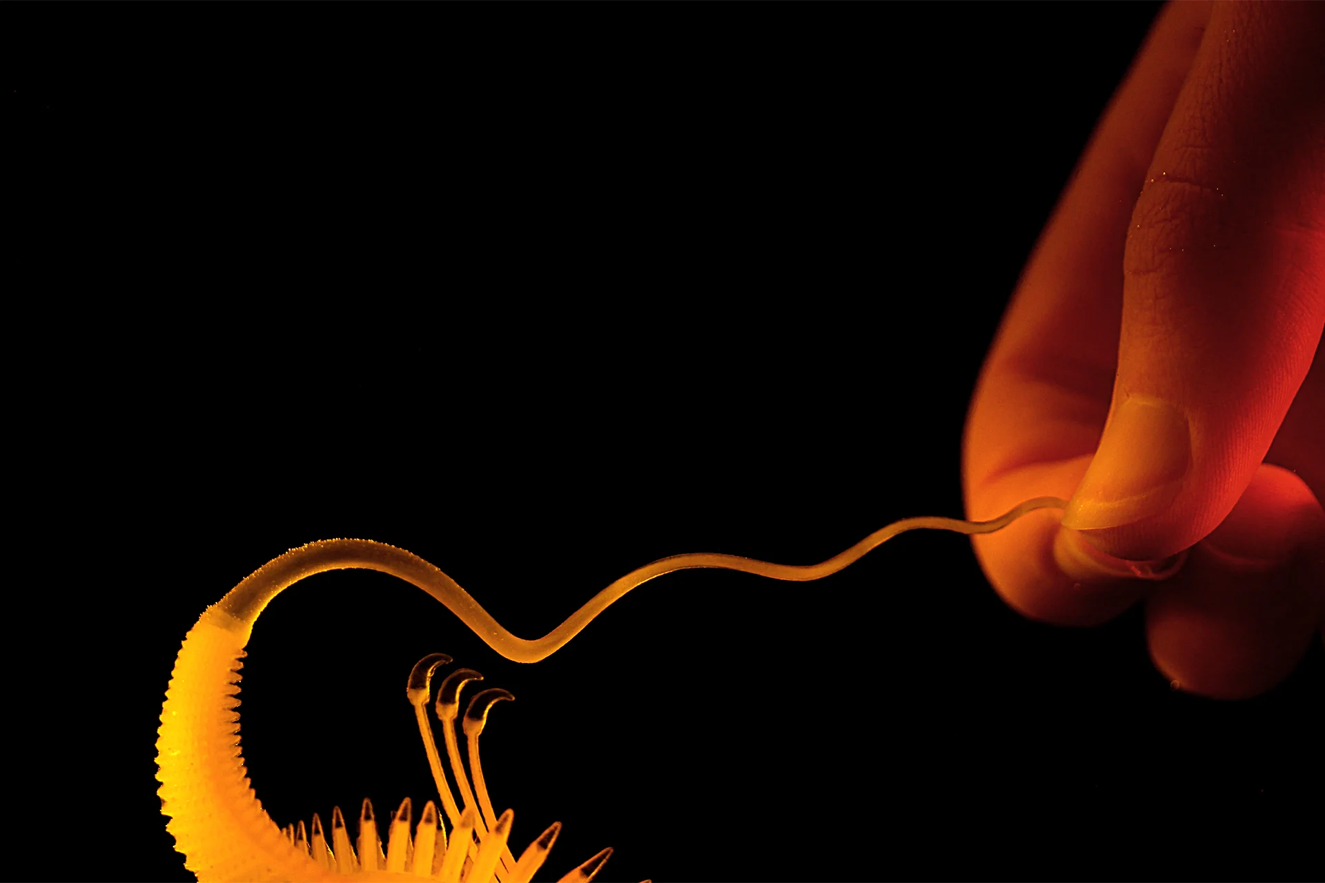 10_Hydrophytes_Nicole_Hone_Imp_Root_Interaction.jpg