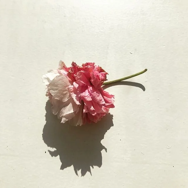 Loving this dual-tone cherry blossom. @plants.found on the sidewalk meets @objects.found format. twelfth / sf / may 2020