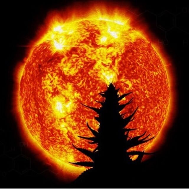 Today is the longest day of the year. Happy solstice! Enjoy the sun. .
.
.

#cannabis #cannabiscommunity #weed #marijuana #thc #cannabisculture #weedporn #weedstagram  #hightimes #ganja #stoner #sativa #indica #maryjane #highlife #medicalmarijuana #l