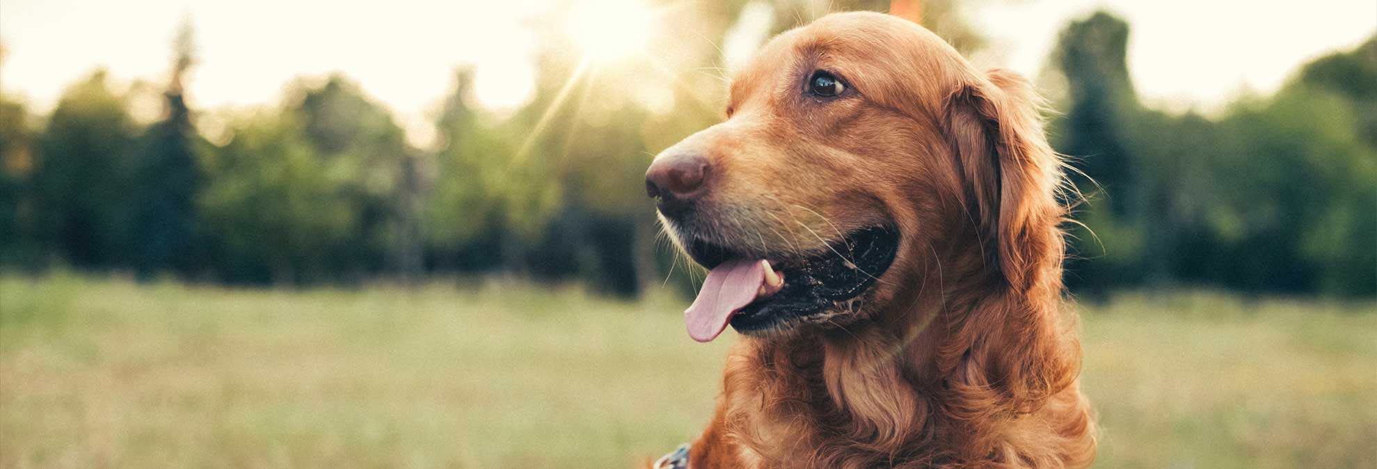 pet-banner-dog.jpeg