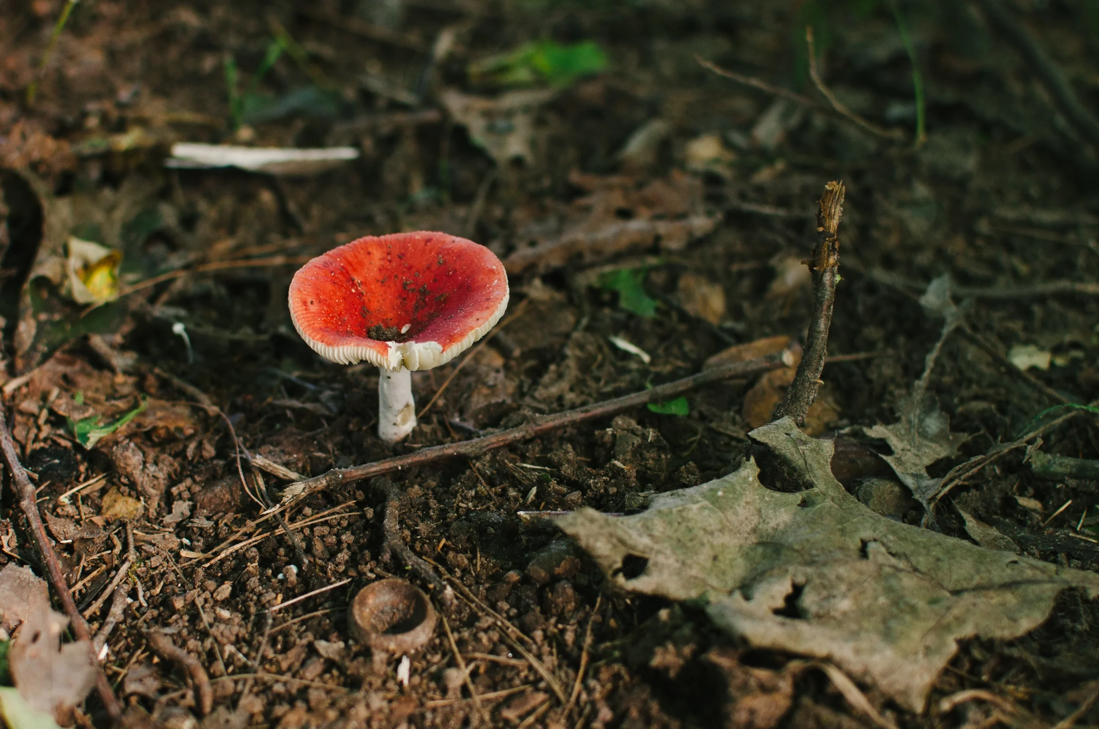 Russula sp.