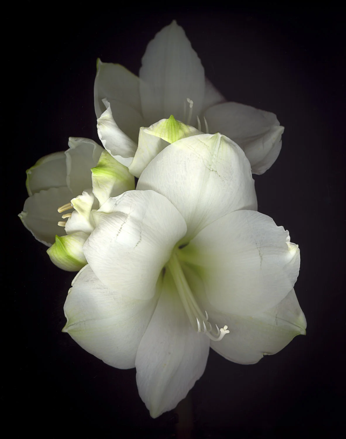 Lily #2, 2004