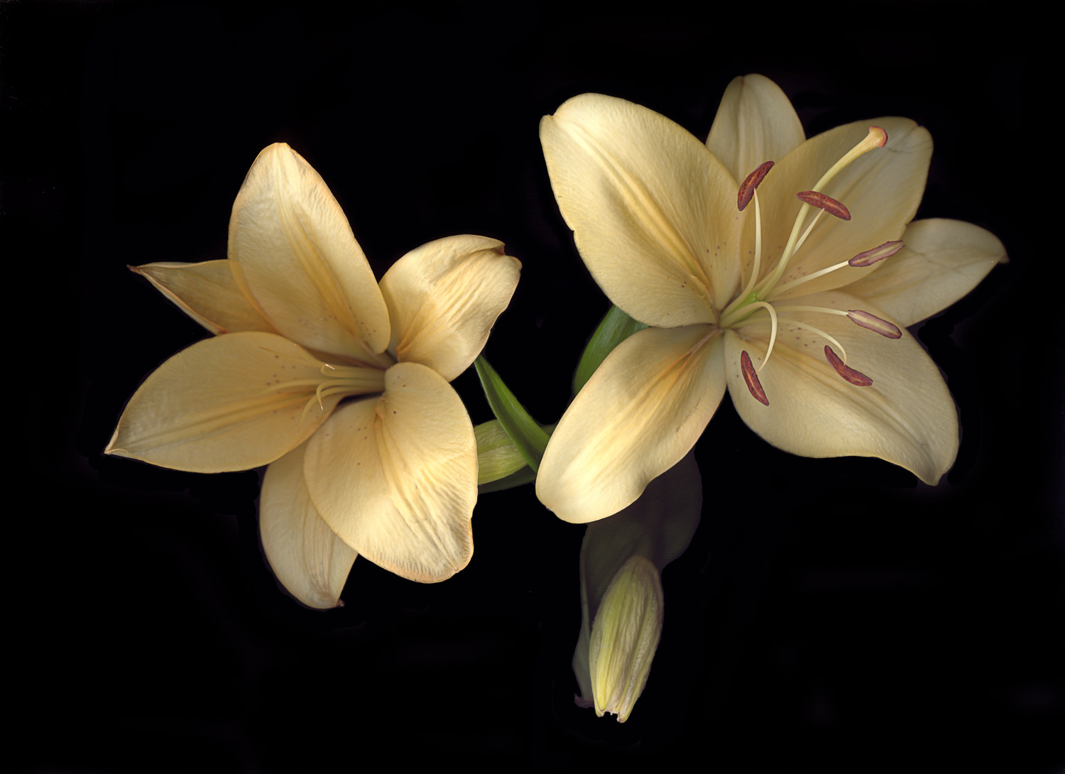 Day Lilies, 2005