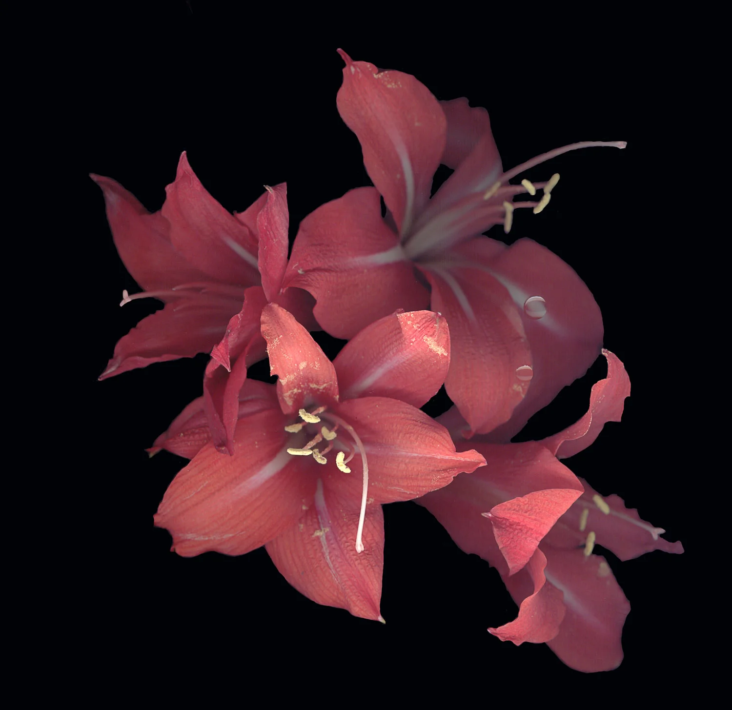 Azelia #1, 2005