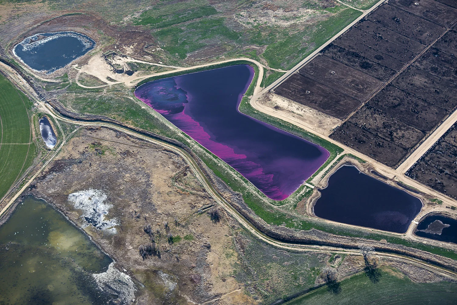 Magenta Bloom, Fort Morgan, CO, 2014