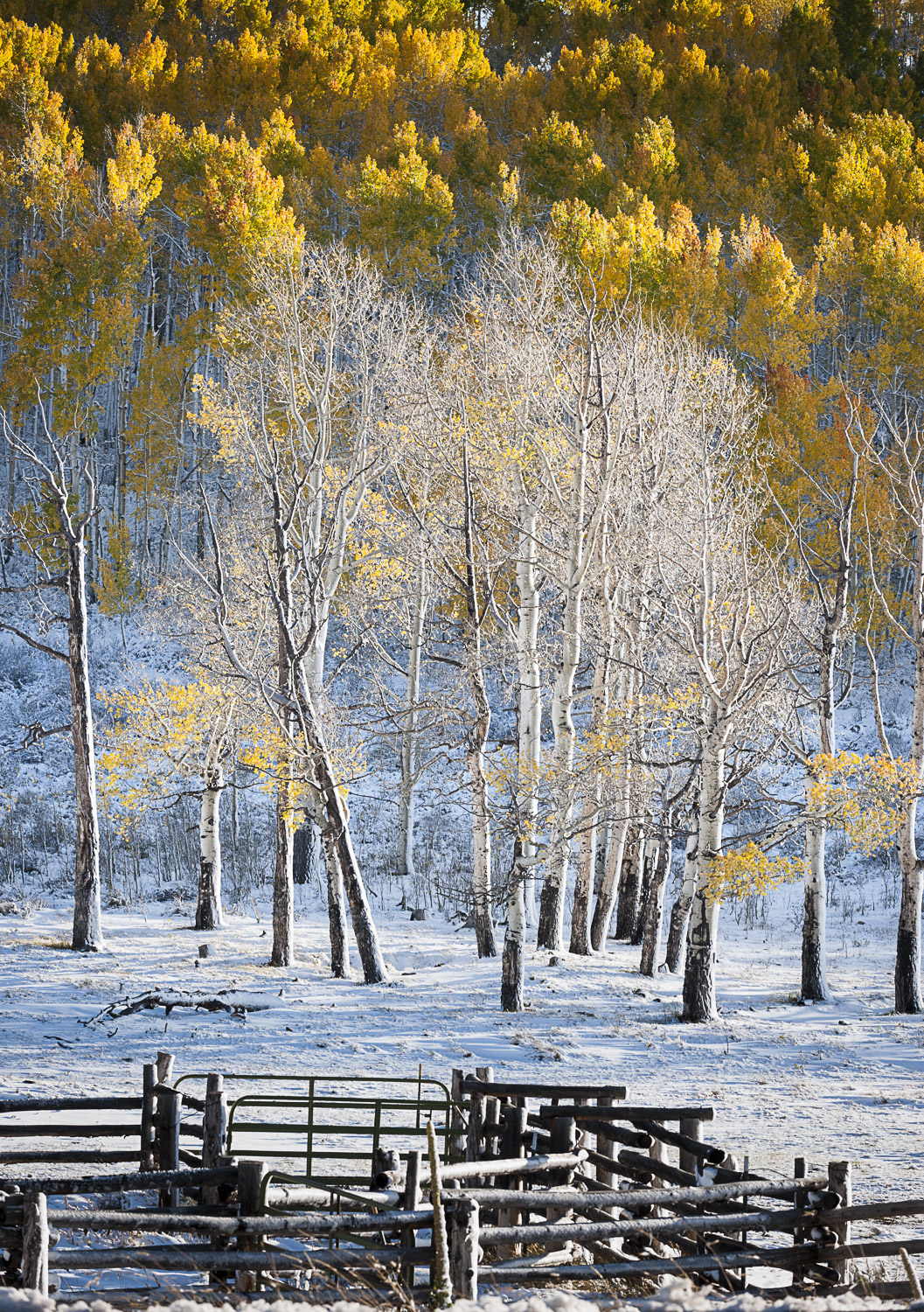 Aspen Glow, Dallas Divide, CO, 2011