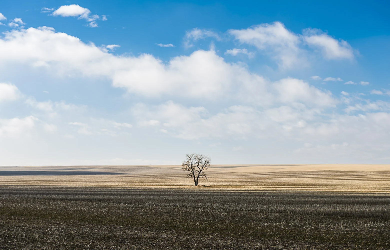 One Tree, Hoyt, CO, 2013