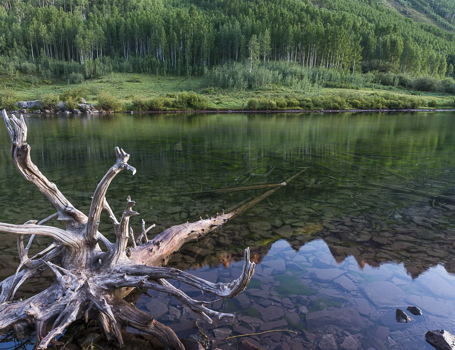 Submerged Trunks, Maroon Bells, CO, 2012