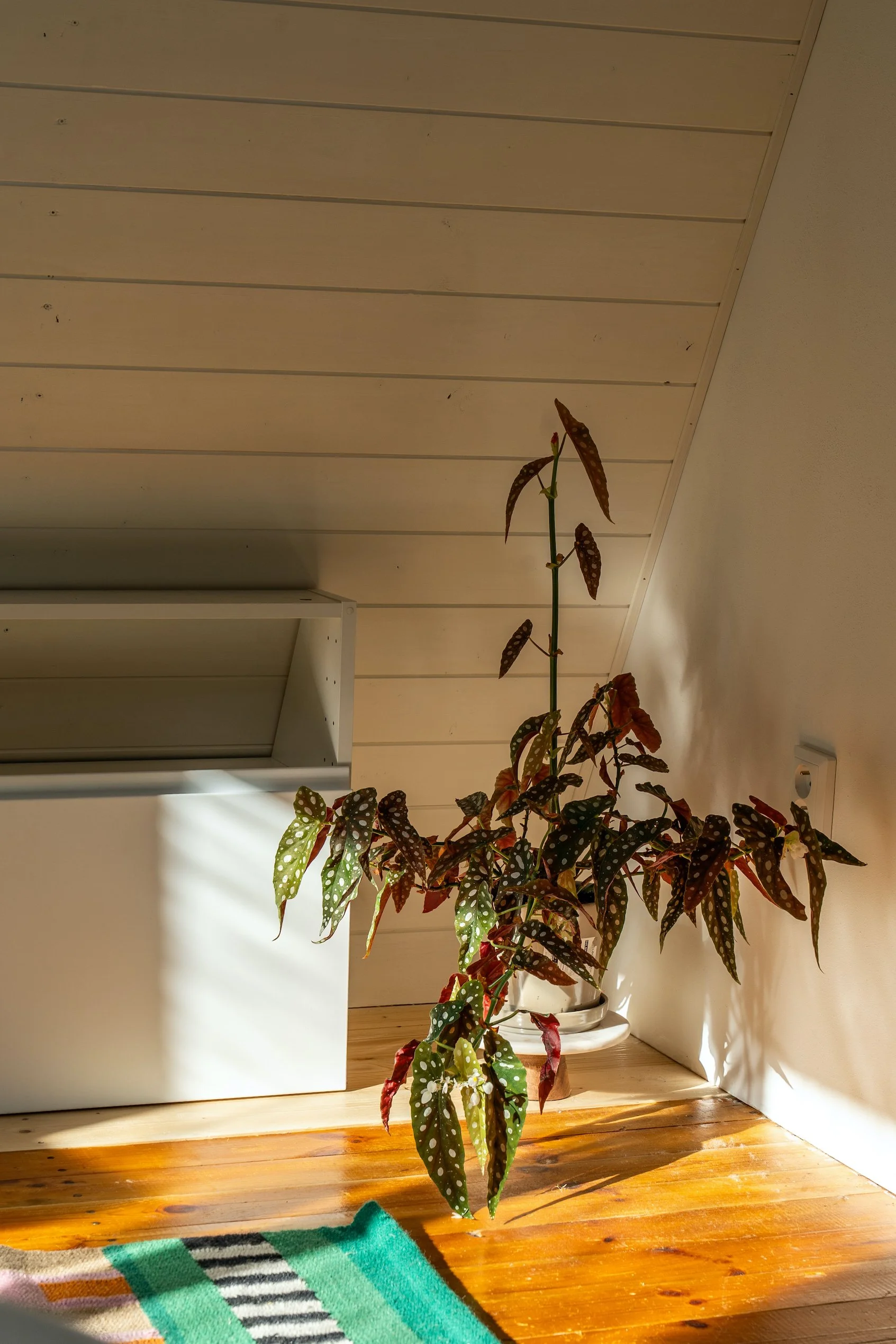 CHATA FLORA-21.jpg
