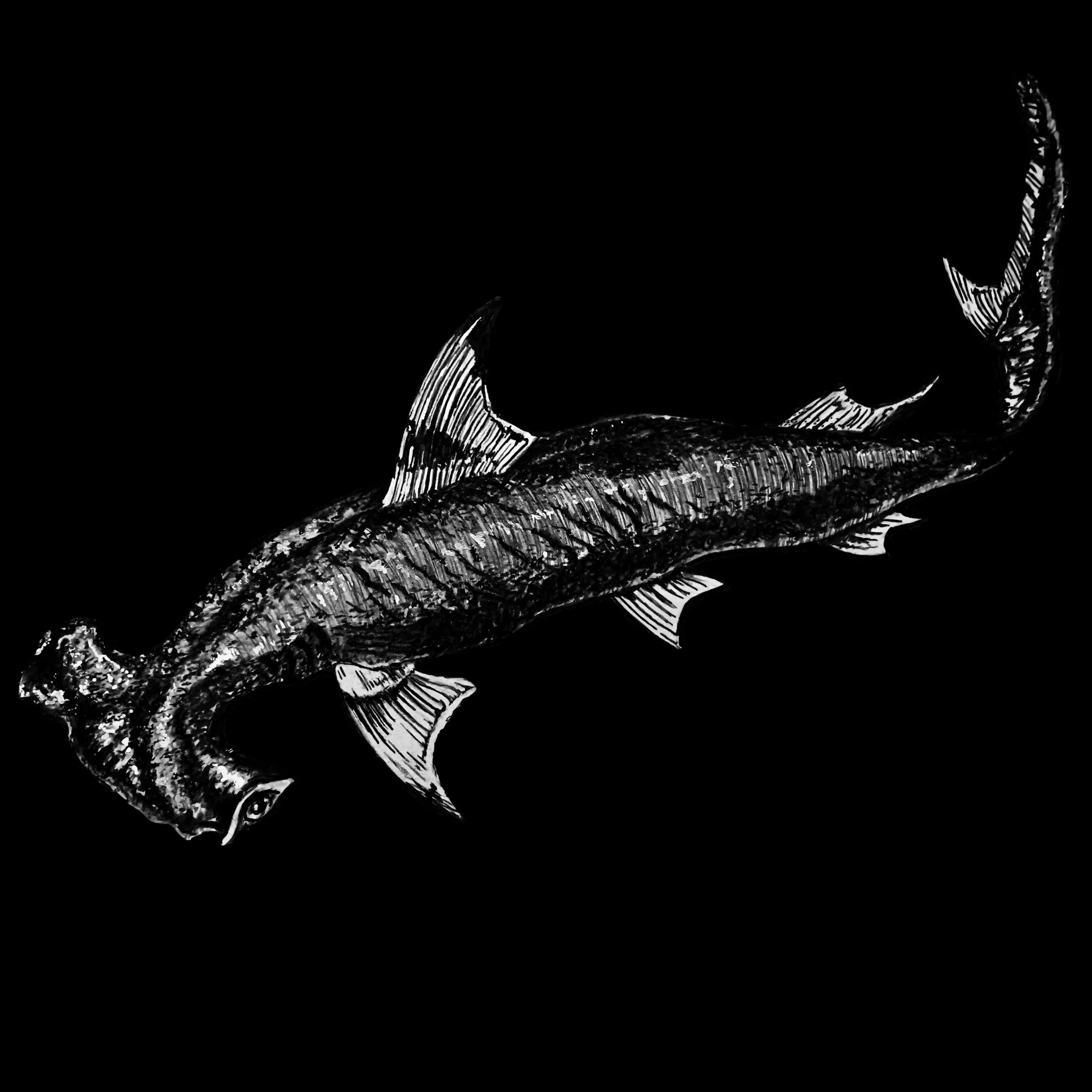 Shark School - Don’t Trust A Man