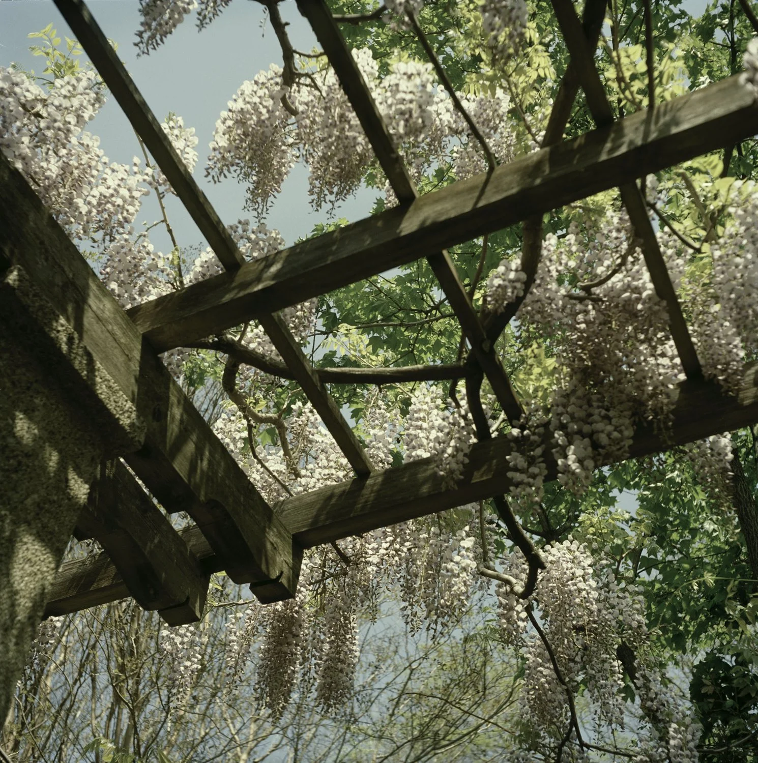 By Susannah Baker-Smith