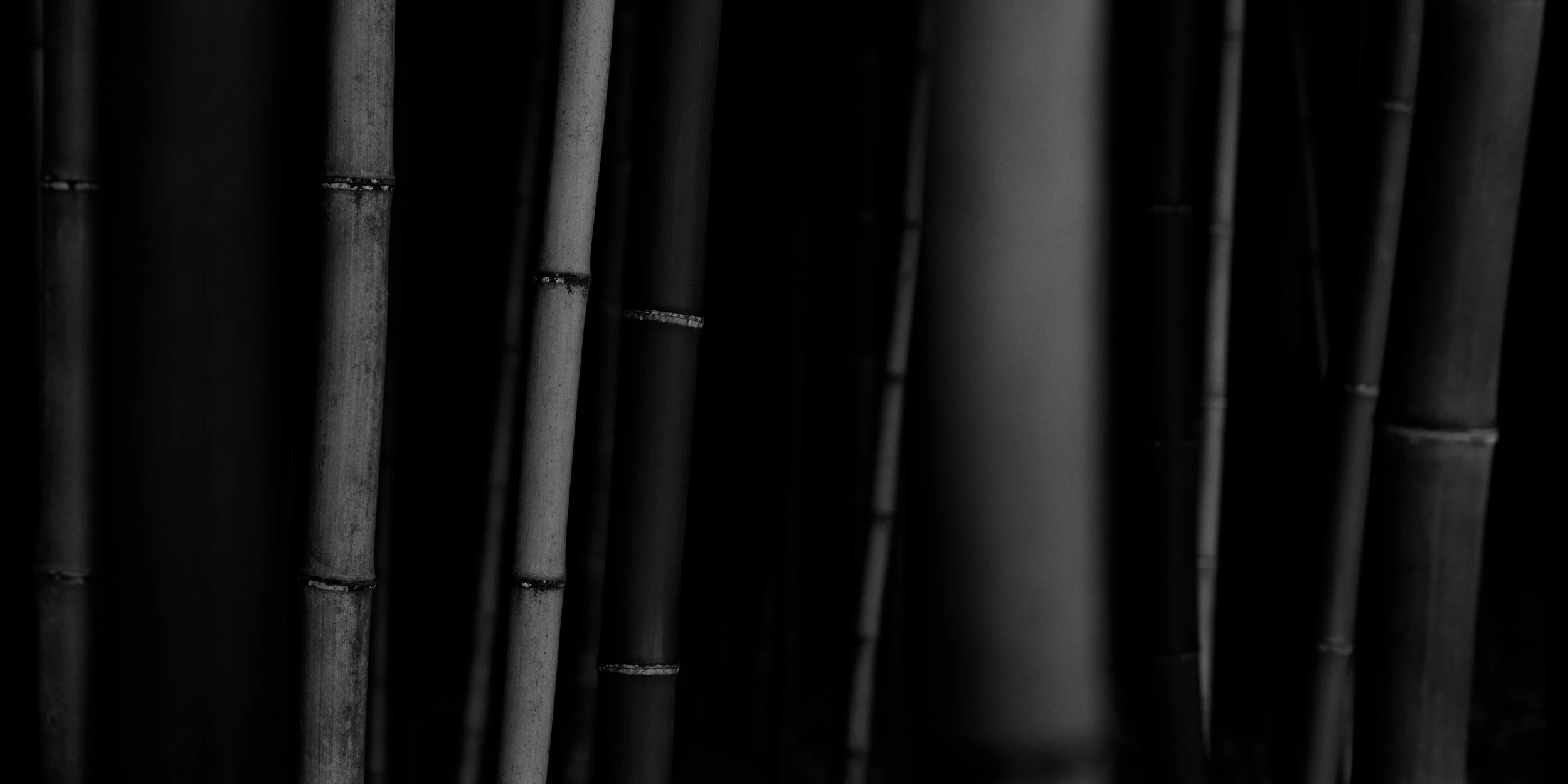 Bamboo Panorama.#BP-03.jpg