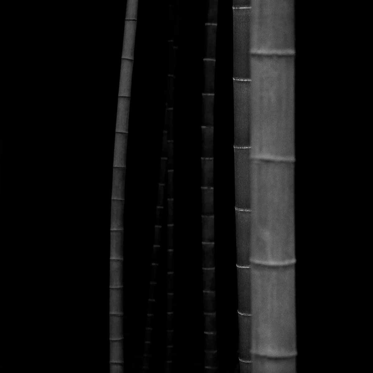 Bamboo Square #6, 2019