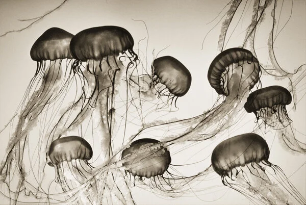 Brown Sea Nettles, Chrysaora Fuscescens, 2019 by Henry Horenstein