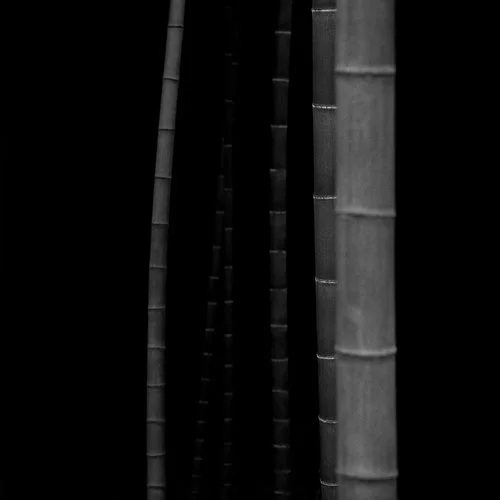 Bamboo Square #6, 2019 by Choi Byung-Kwan (EG Collector's Print)