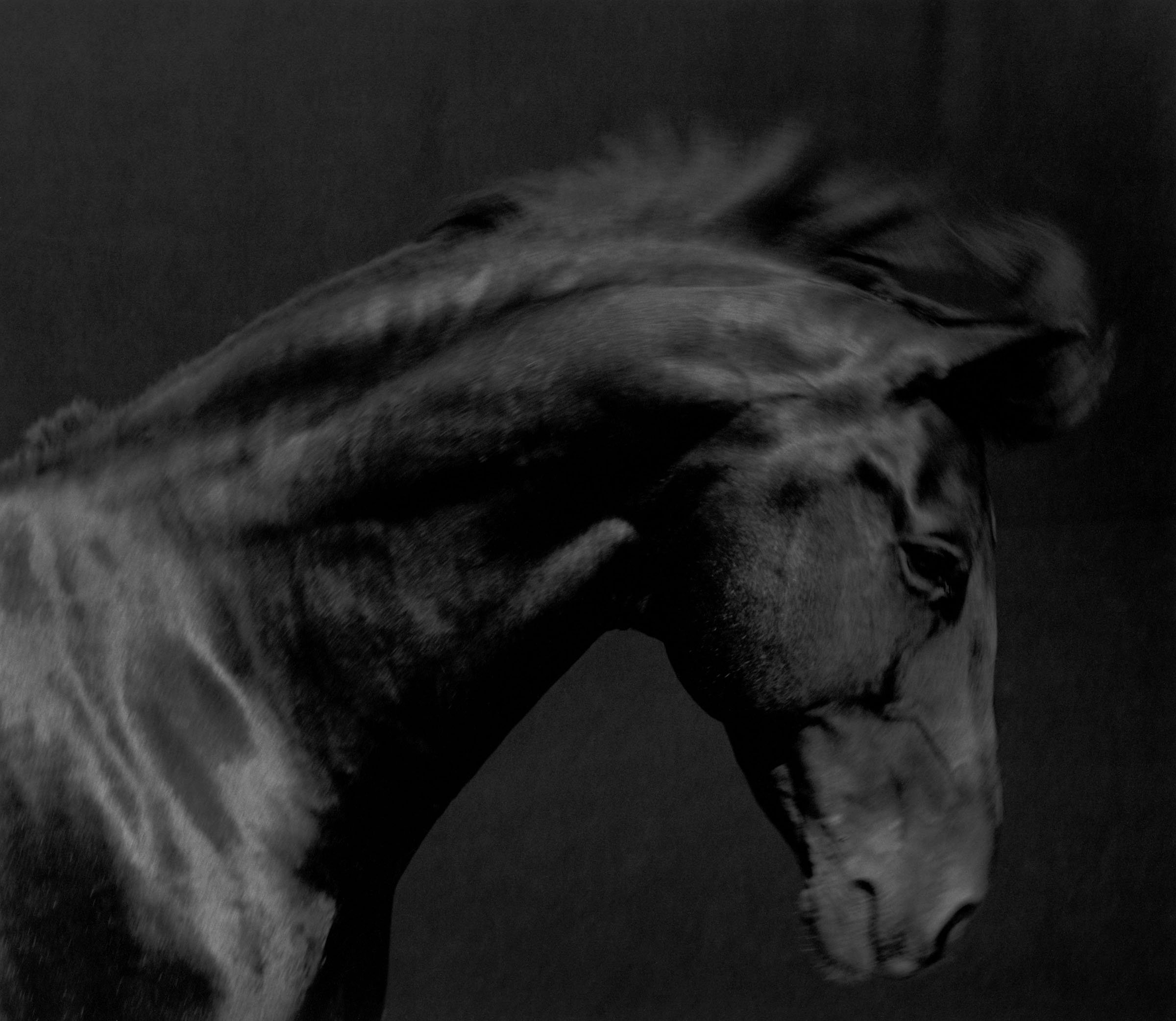 Horse #40 by Sheila Rock