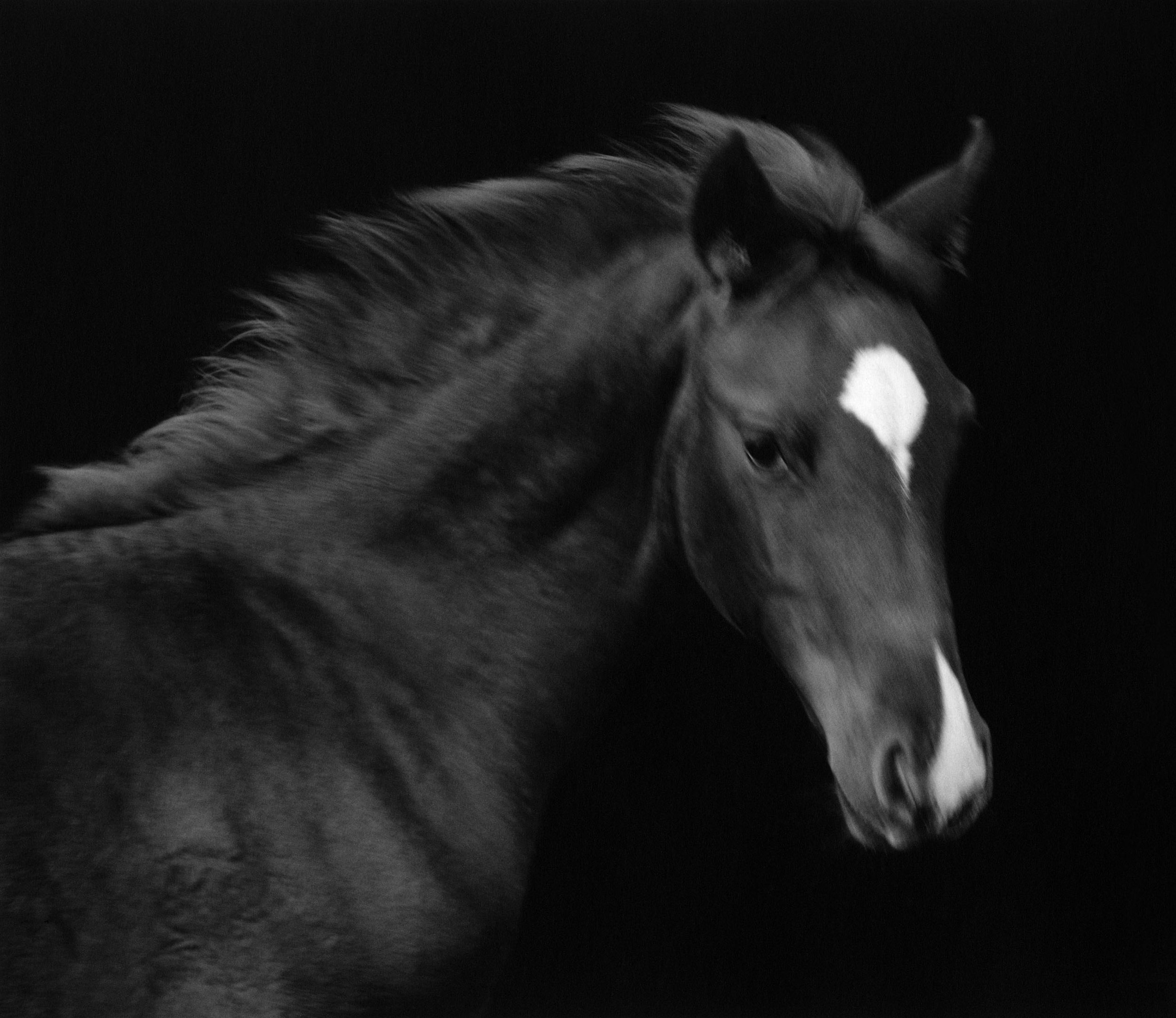 Horse #64 by Sheila Rock