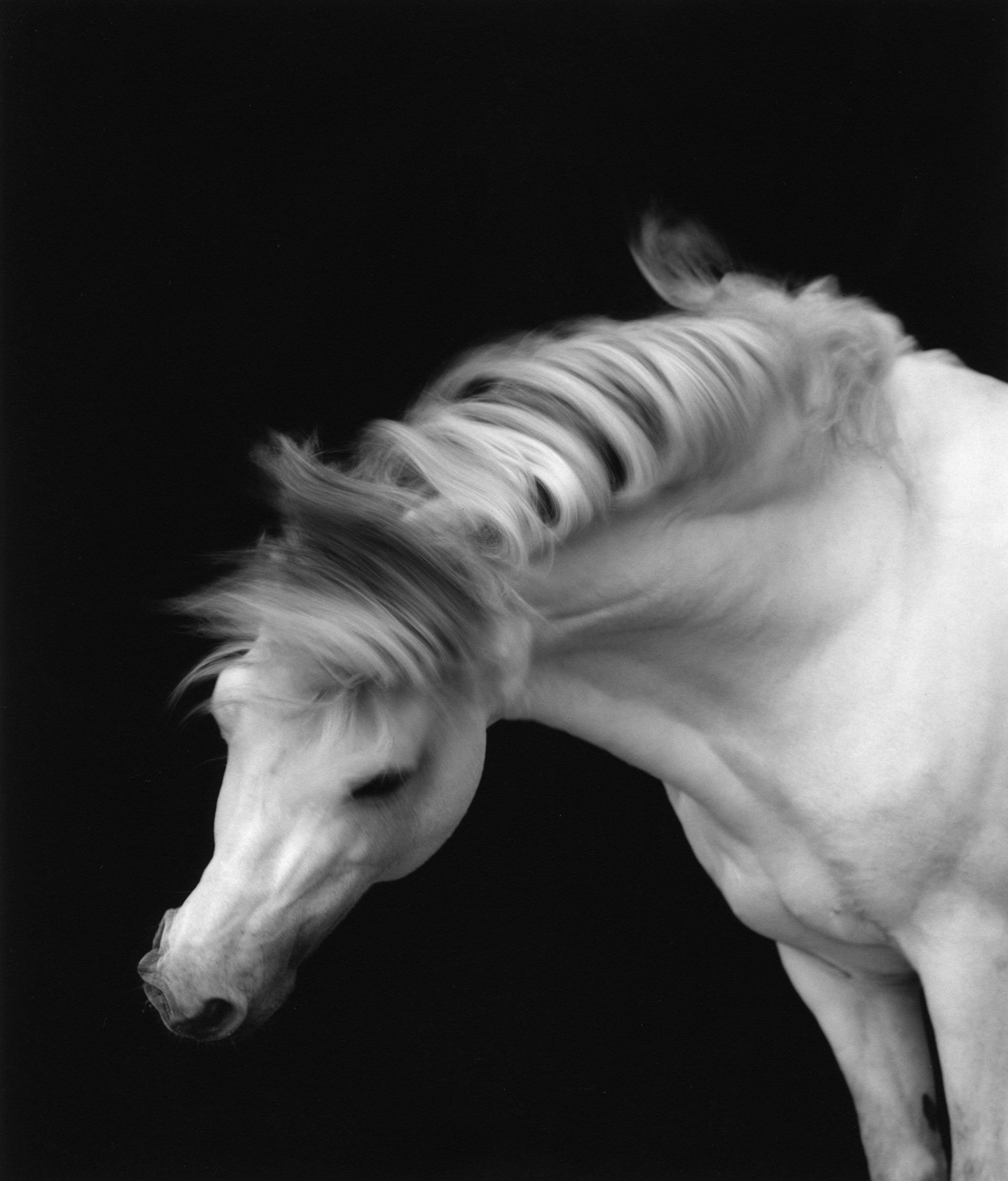 Horse #1 by Sheila Rock