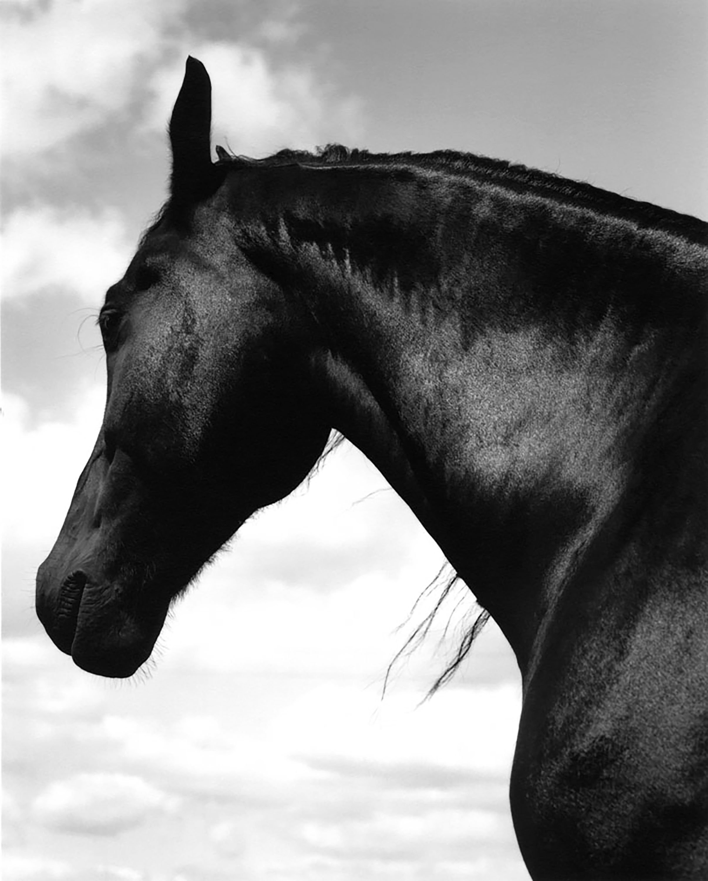 Horse #9 by Sheila Rock