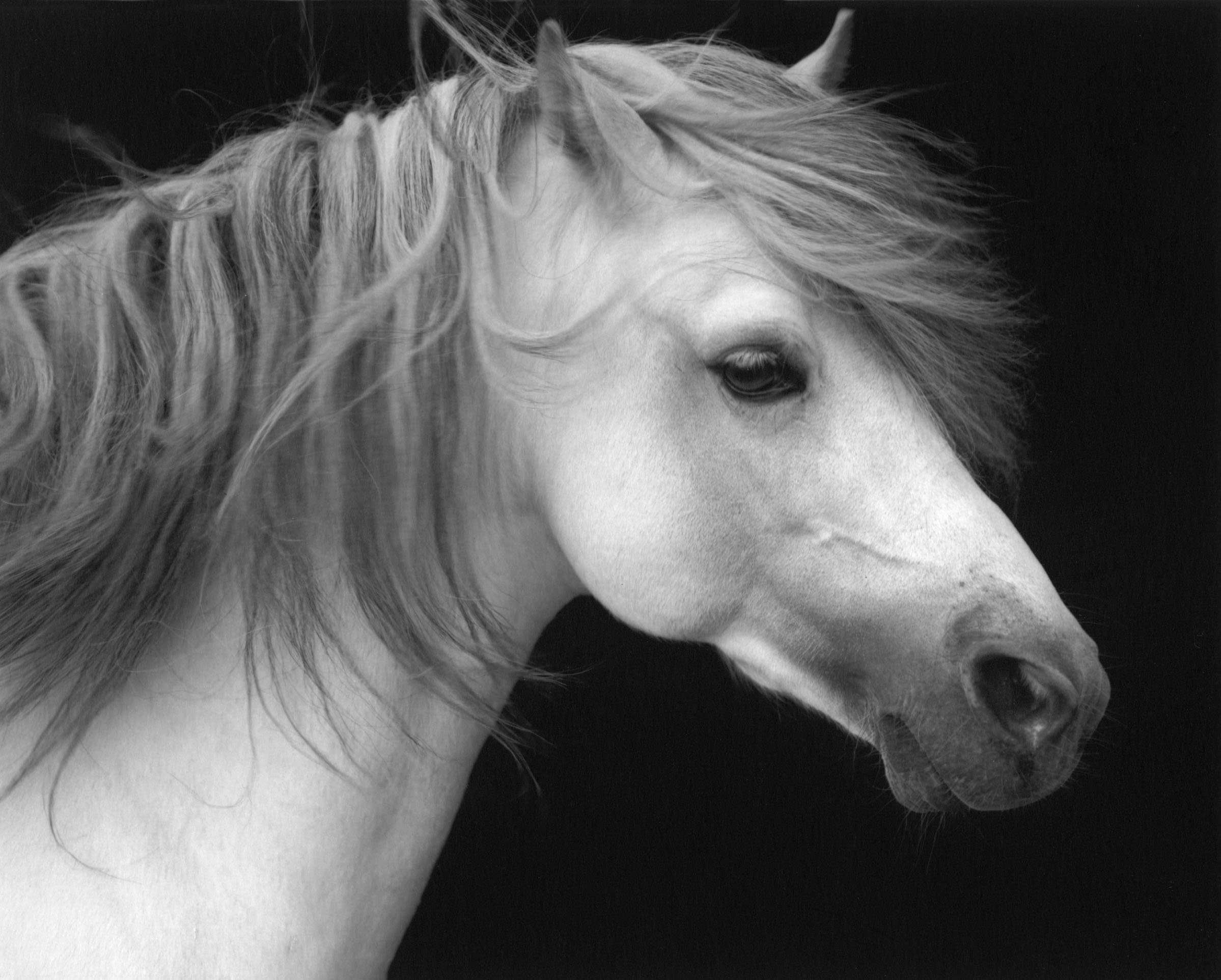 Horse #2 by Sheila Rock