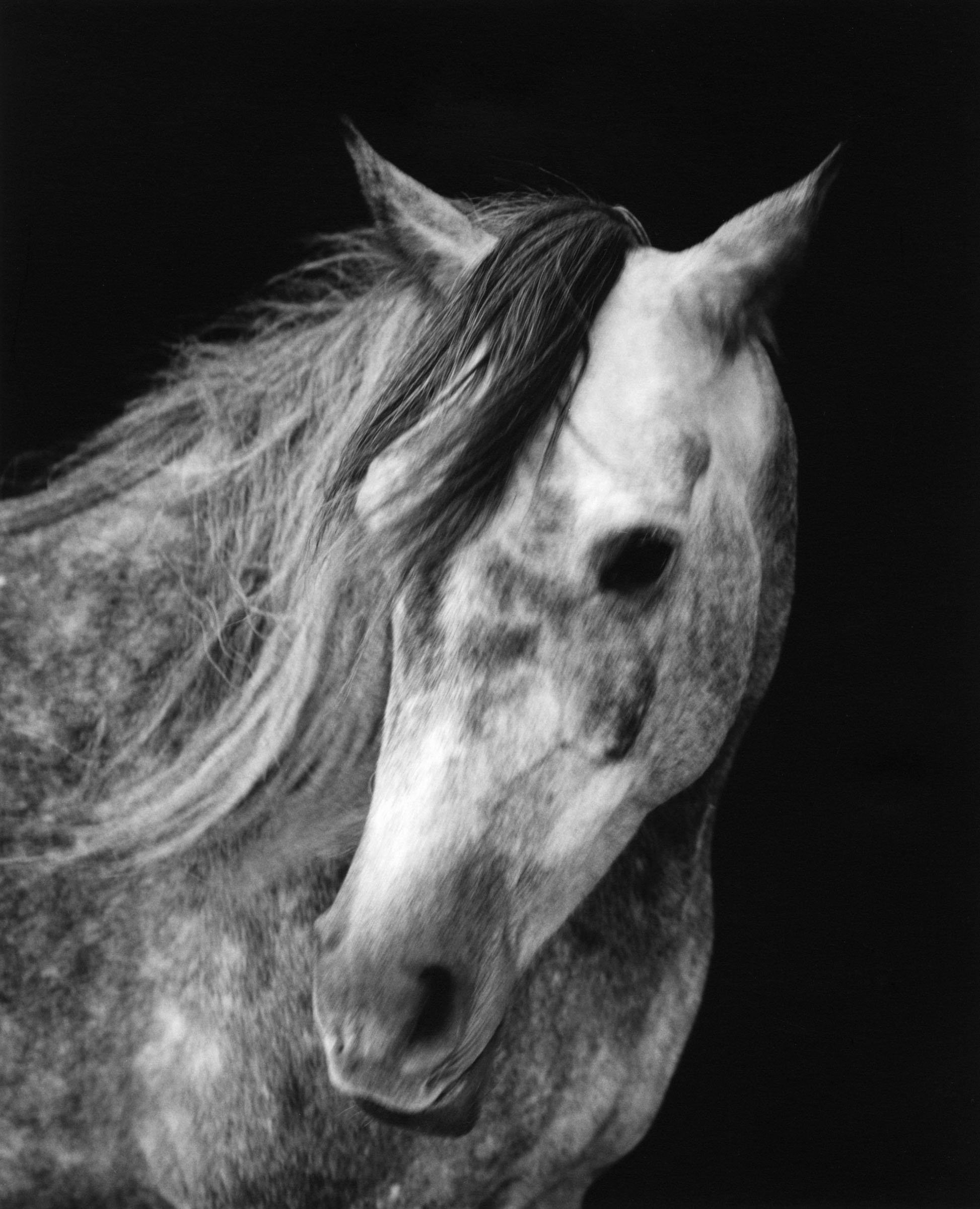 Horse #4 by Sheila Rock