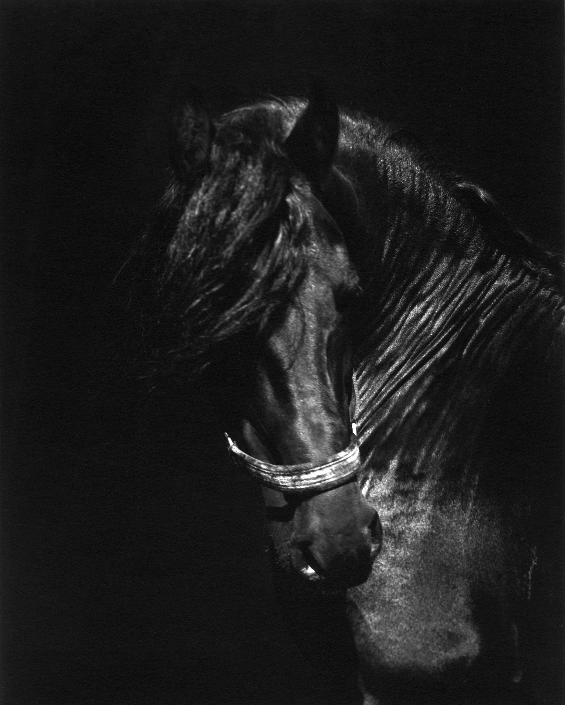 Horse #9 by Sheila Rock