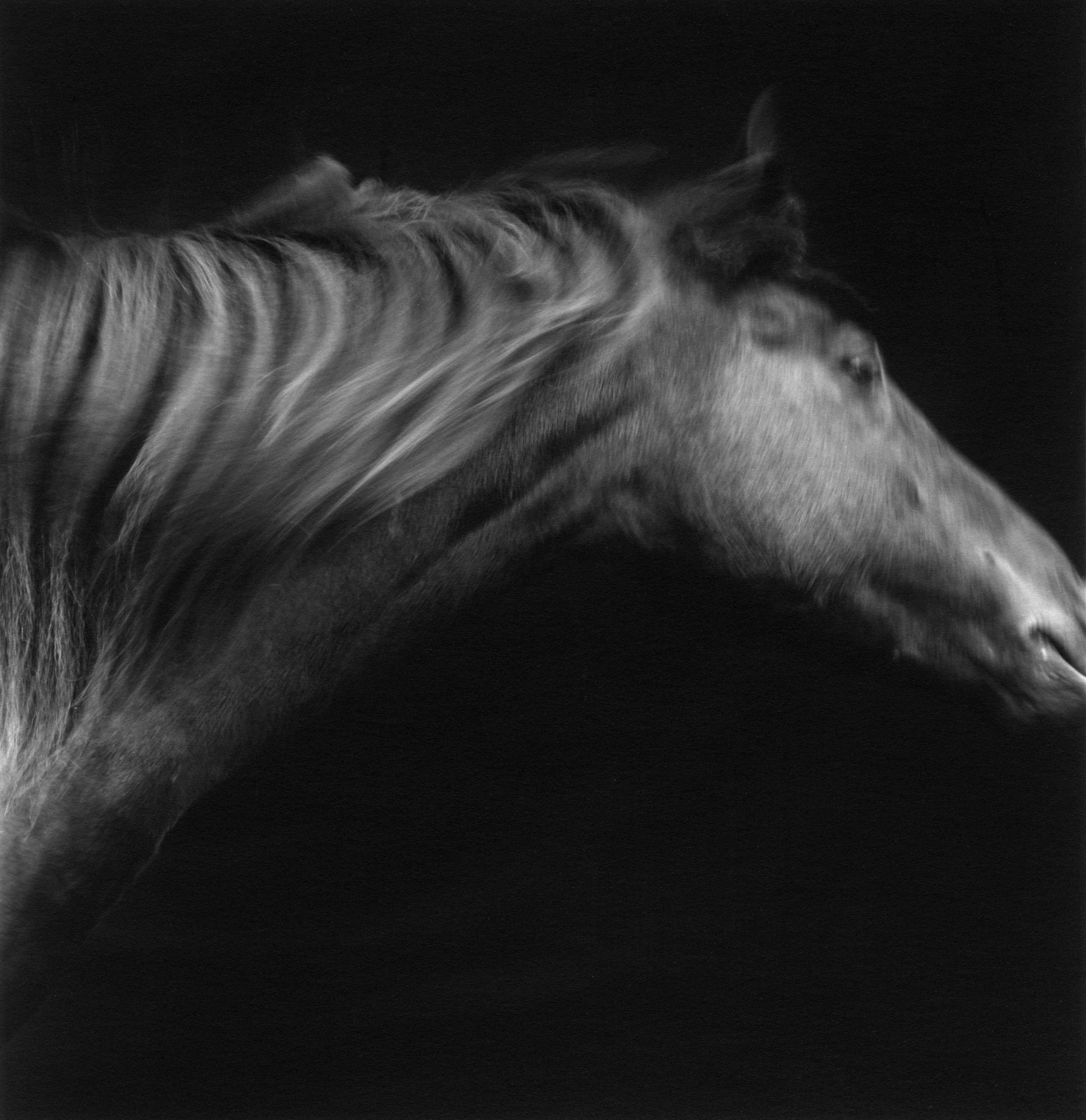 Horse #55 by Sheila Rock
