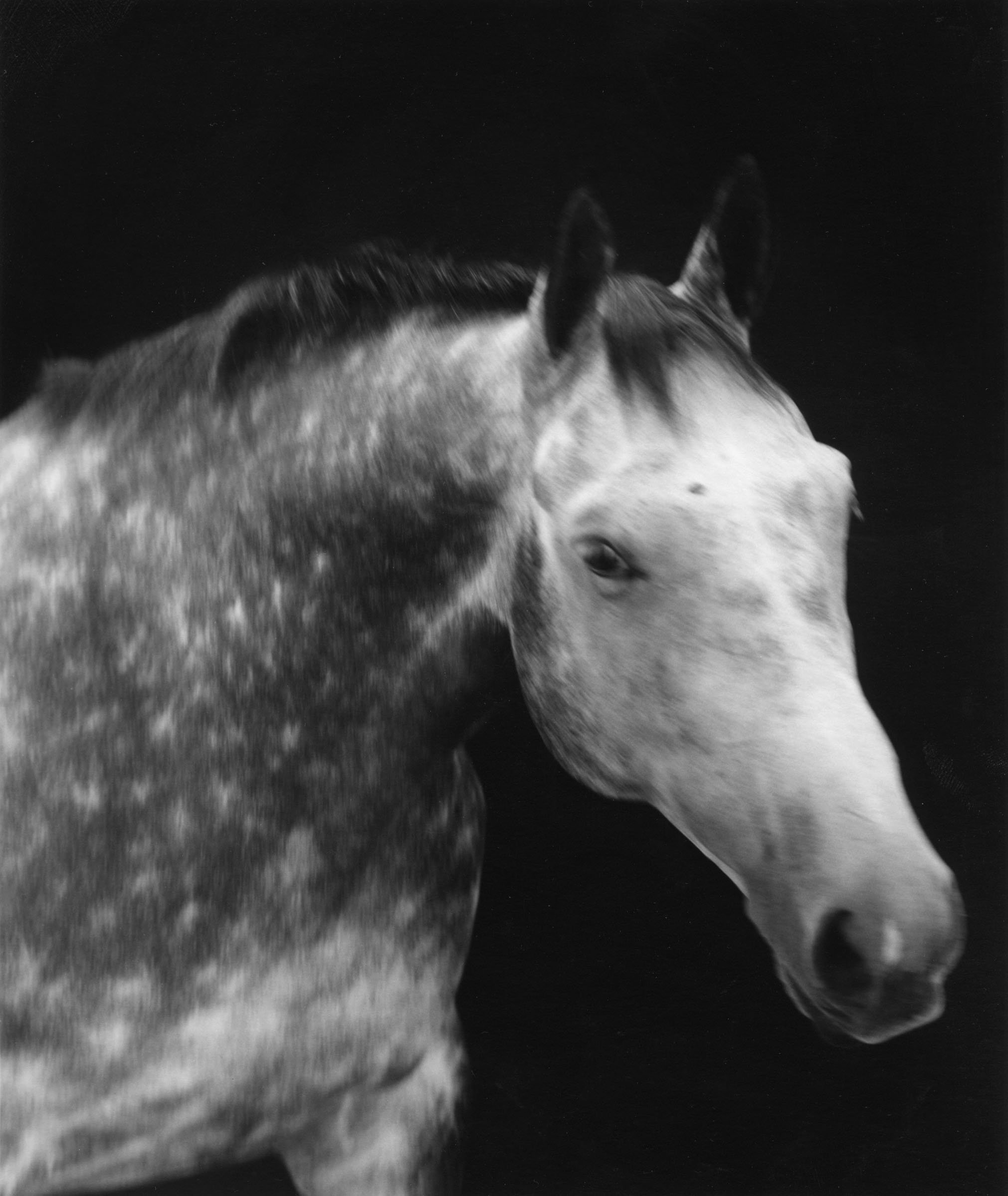 Horse #68 by Sheila Rock