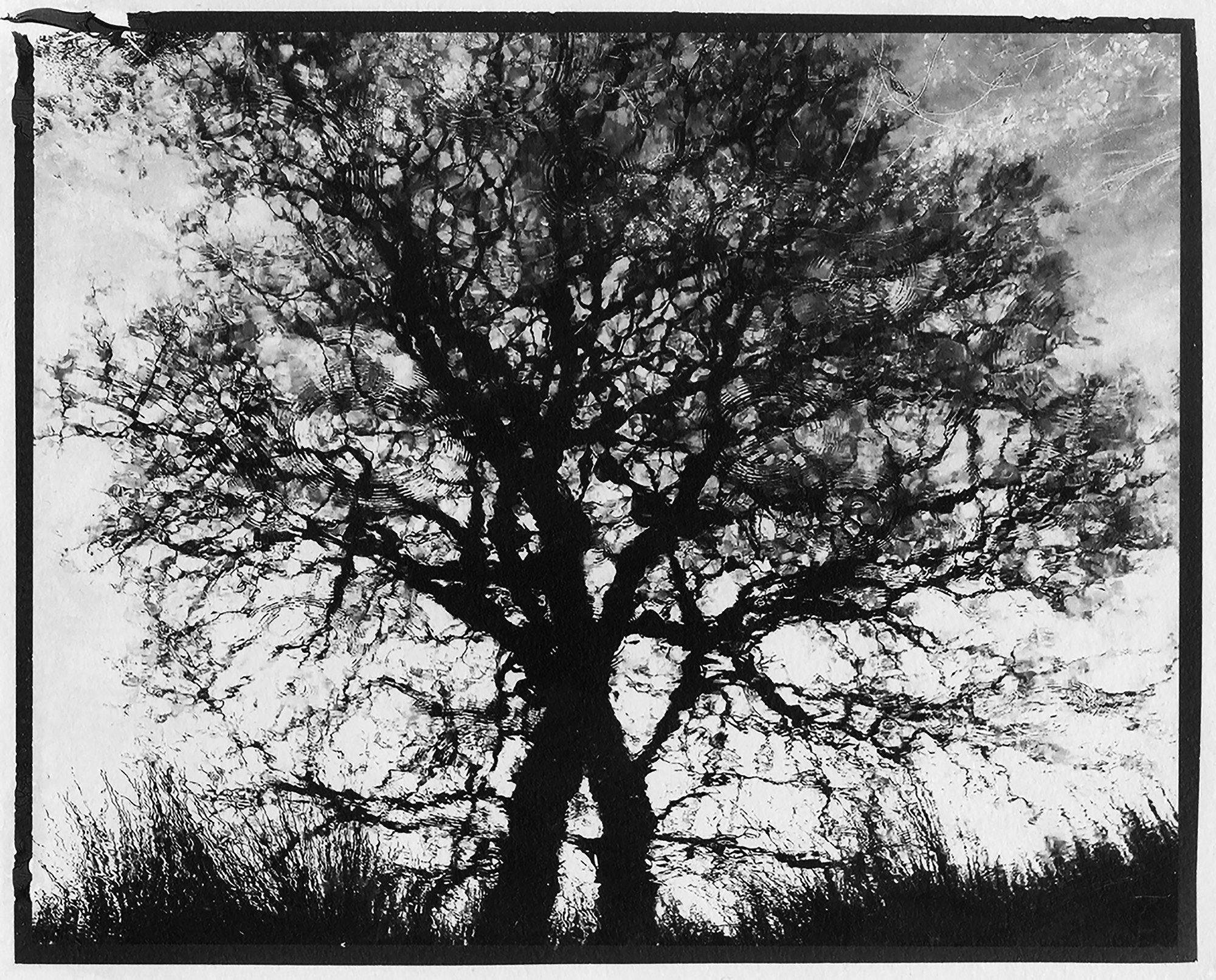 Tree Reflection, 2020