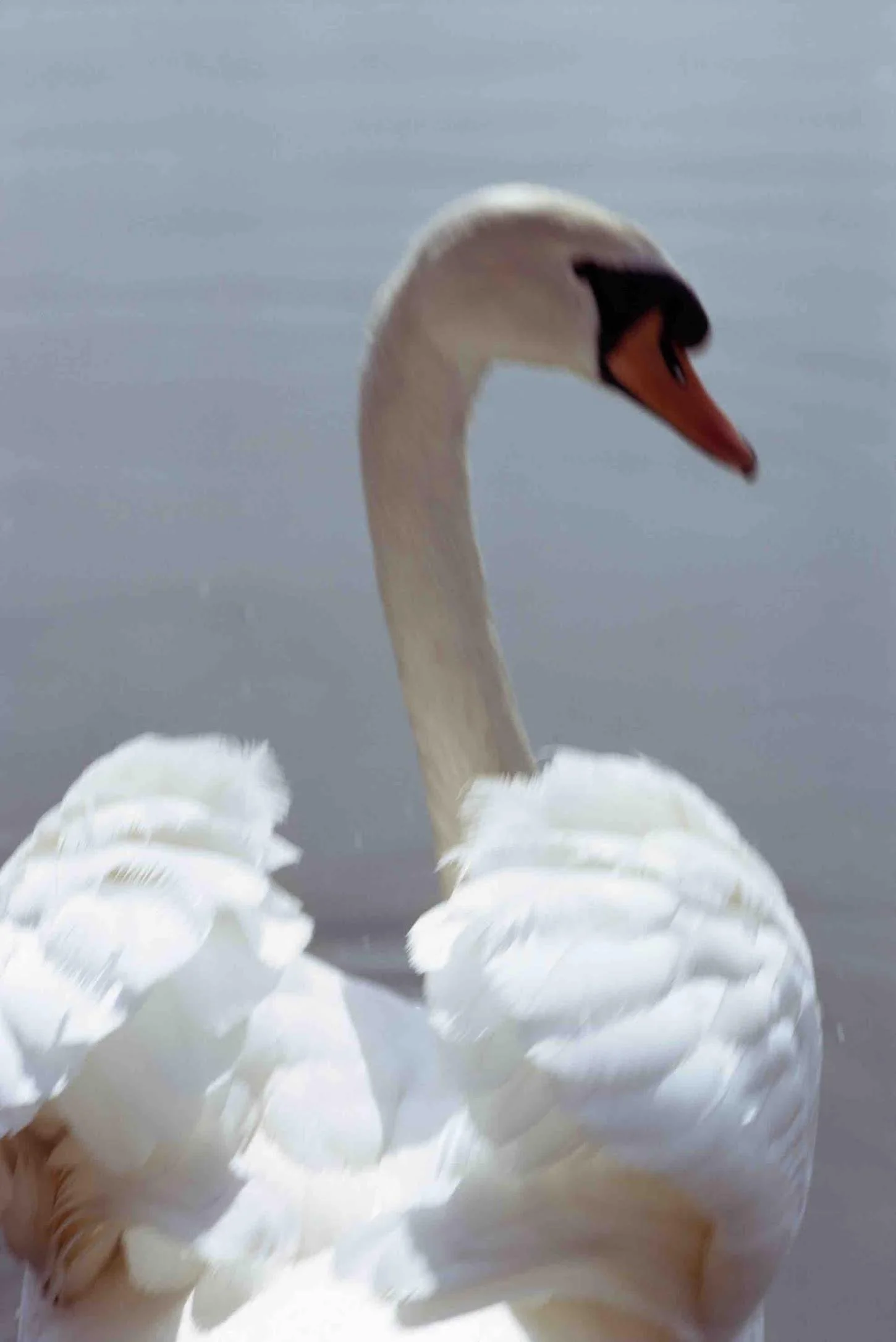 Jacques Henri Lartigue, Ektachrome photograph