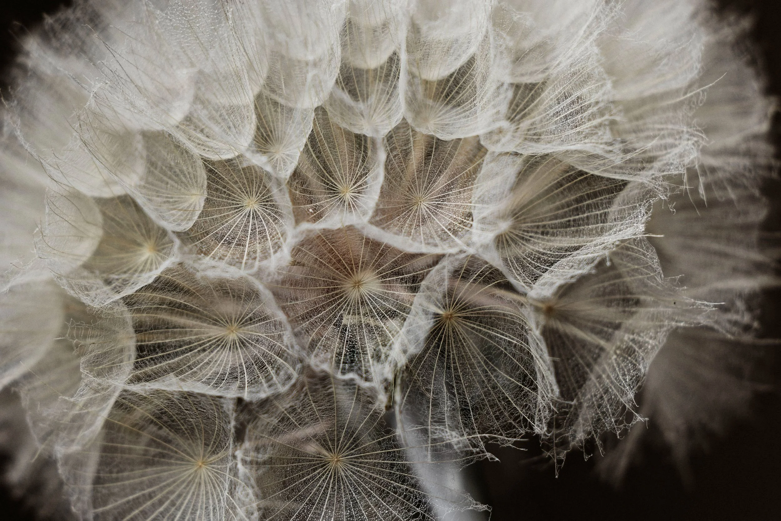 Field of Dreams, 2022 by Stella Gommans