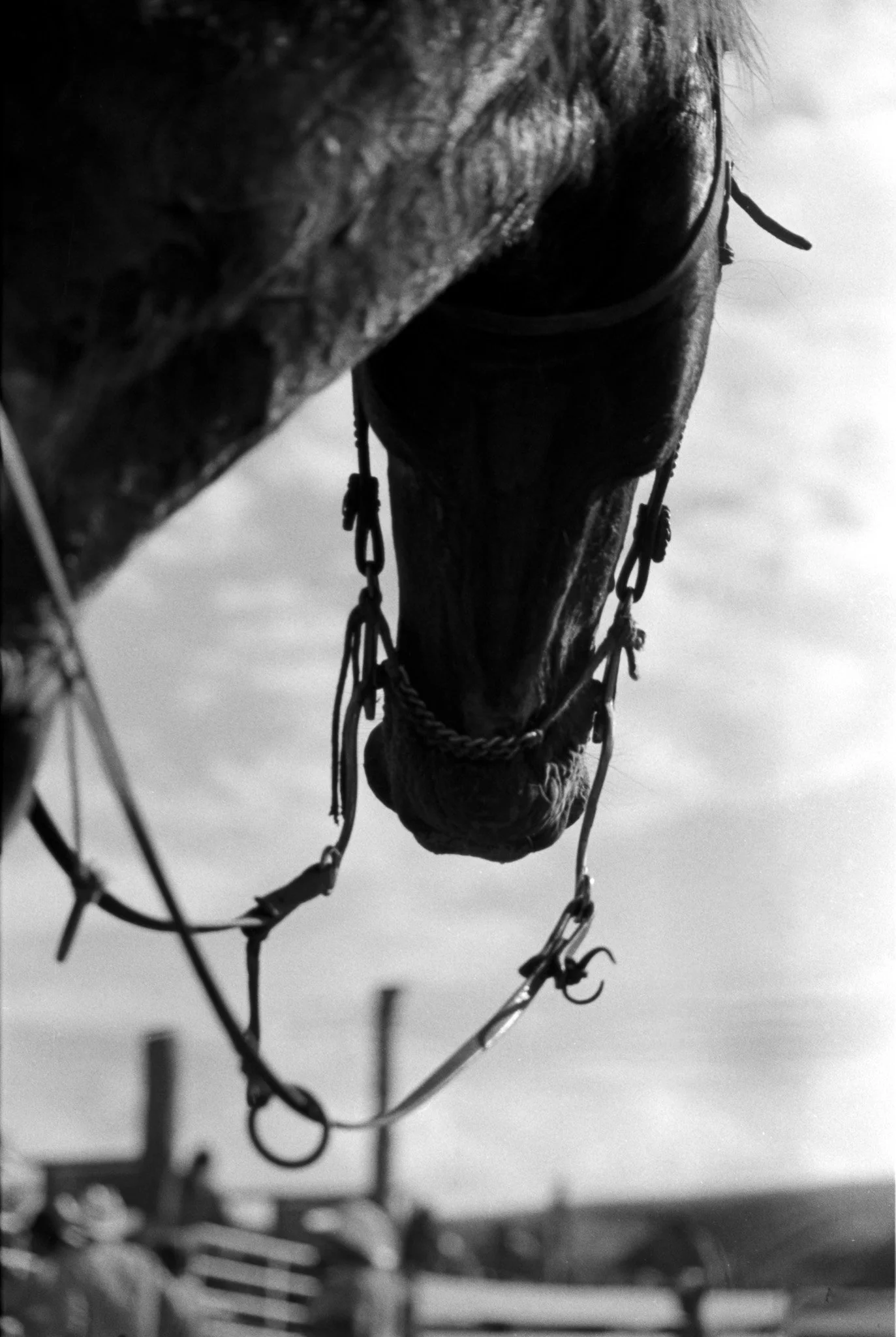 Harness