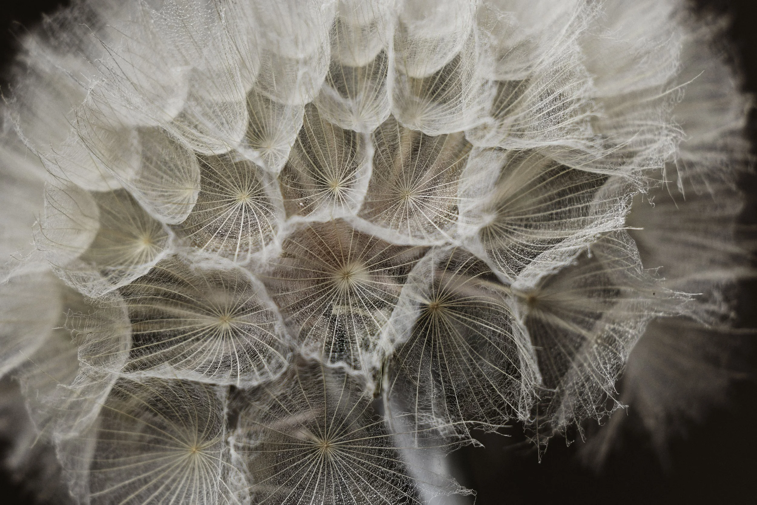 Stella Gommans 3.jpeg