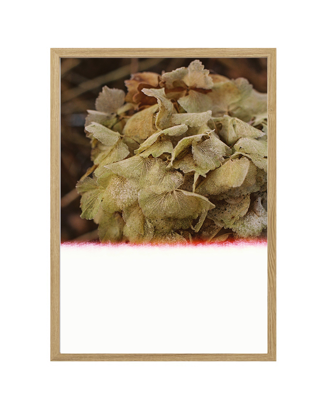 Annelie Bruijn Framed Hortensia