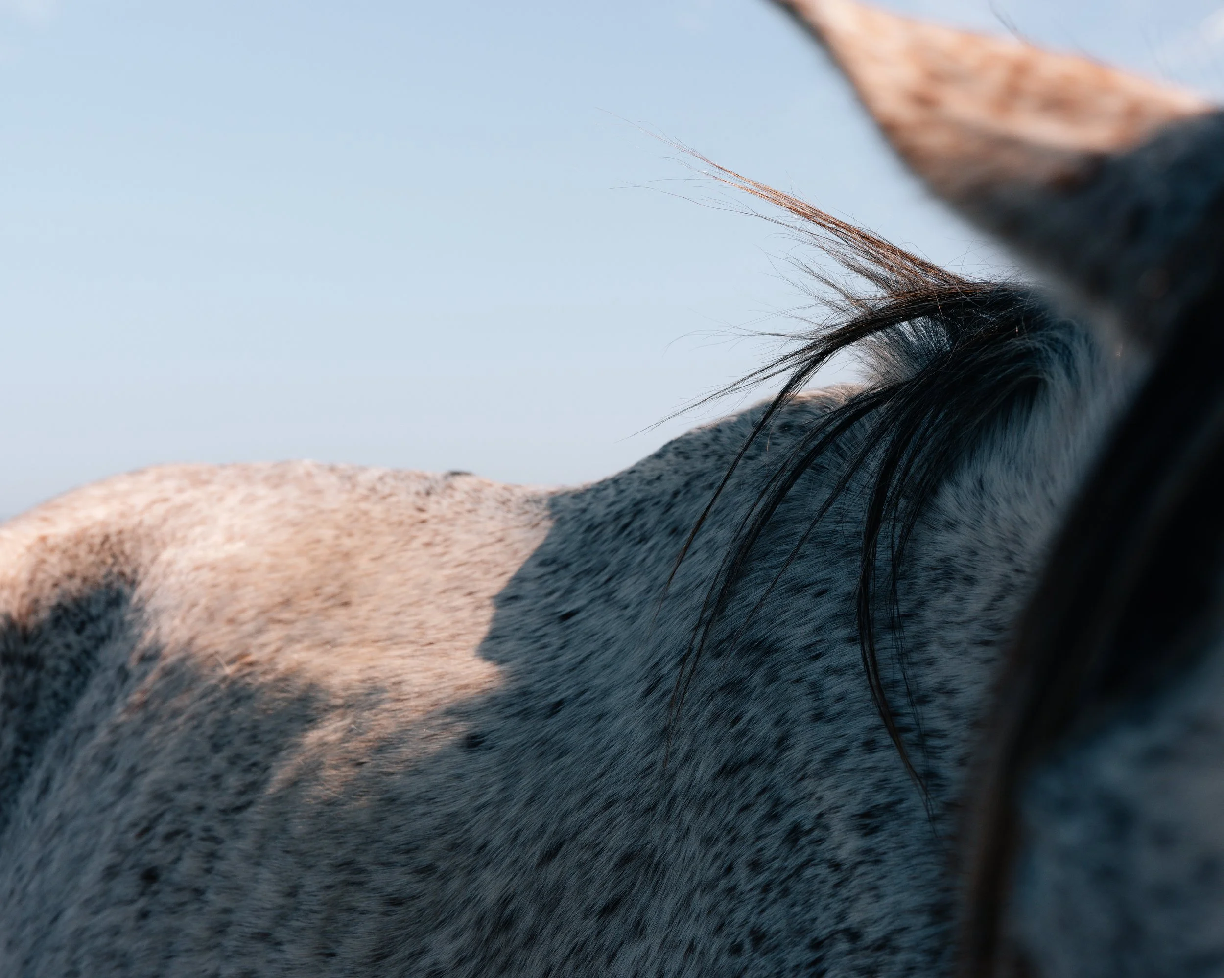 Patterns by Lieke Zweekhorst