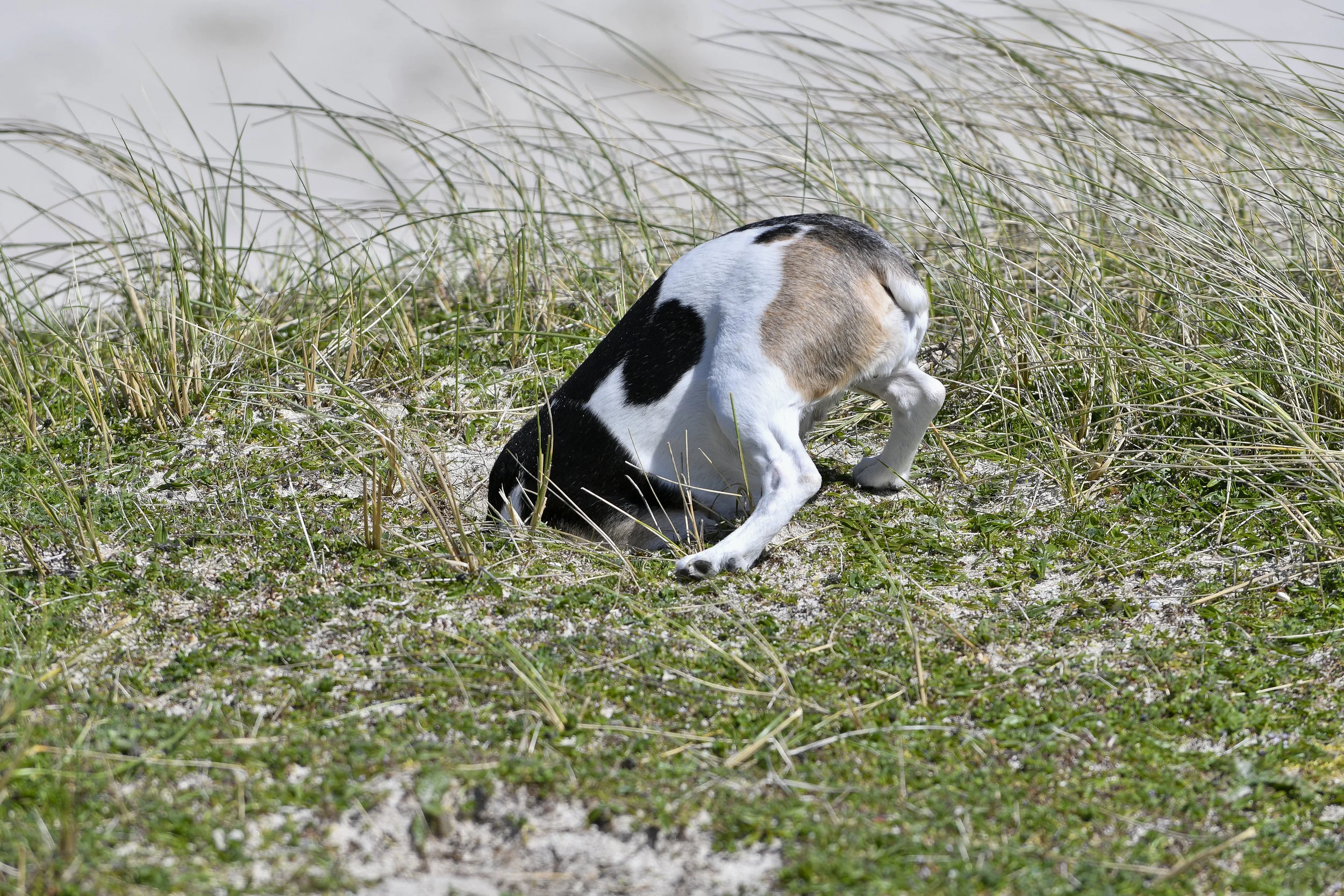 there’s a rabbit in here somewhere!